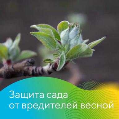 Защита садов от вредителей весной
