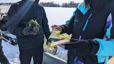 Как перенесла морозы озимая пшеница на Агрополигоне «Приволжье»?