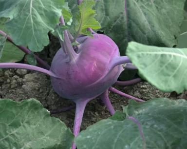 Колибри F1 (KOLIBRI)