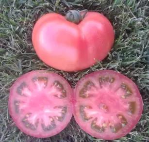 Пинк Парадайз F1 (PINK PARADISE)