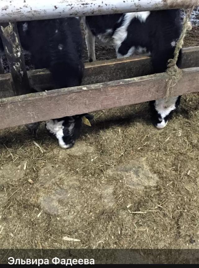 Почему телята грызут. Почему телёнок грызёт доски. Почему телят обгрызают с досак кару