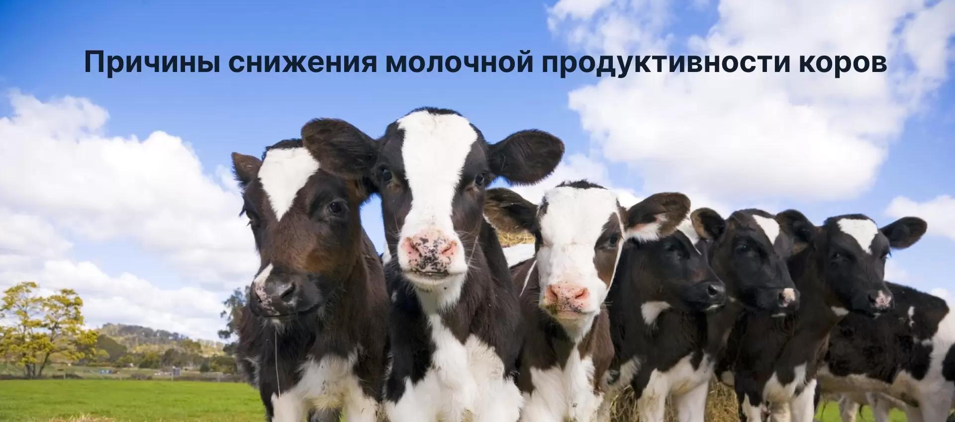 Причины снижения молочной продуктивности коров.