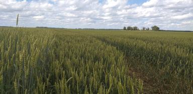 Эксперимент по влиянию предшественников на биологические свойства и урожайность яровой пшеницы "Ликомера".