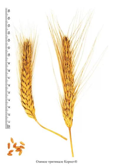 Корнет сорт тритикале озимой