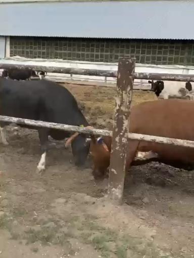 А Ваши коровы жуют (грызут) землю?