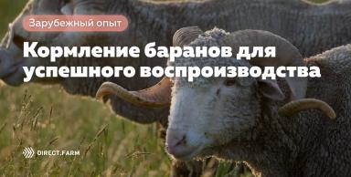 Кормление баранов для успешного воспроизводства