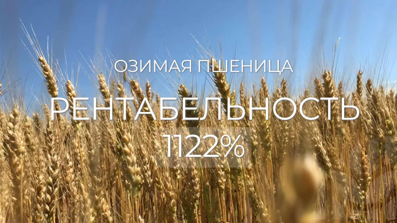 ОЗИМАЯ ПШЕНИЦА + 5 Ц/ГА