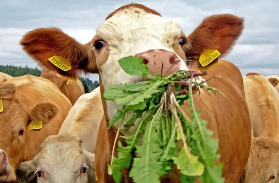 Аналитики отмечают стремительное падение цен на аминокислоты