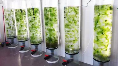 Почему Хлорелла не пользуются спросом в отечественном сельском хозяйстве?