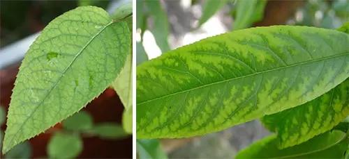 Марганец в растениях и почве