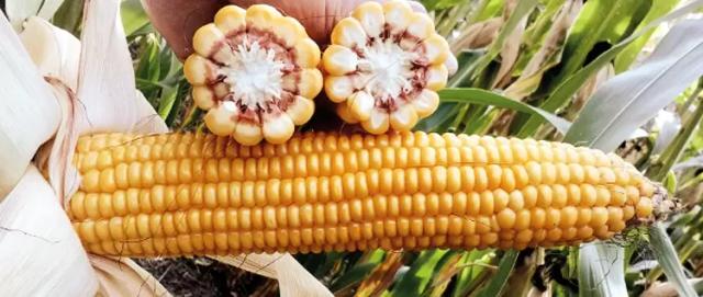 Делитоп - гибрид кукурузы ( Zea mays L.).