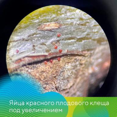 Защита садов от вредителей весной