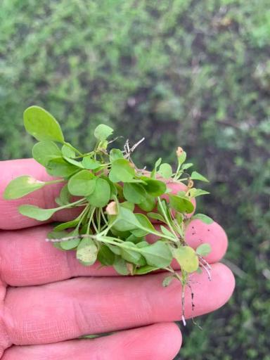 Вопросы из чатов: что за сорняк?