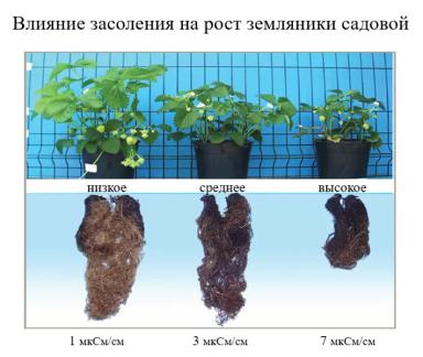 Почва/субстрат и вода для земляники садовой