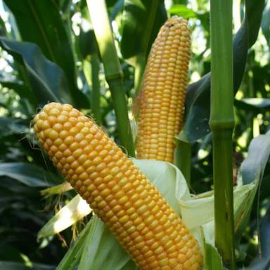 Родригес КВС - гибрид кукурузы ( Zea mays L.).