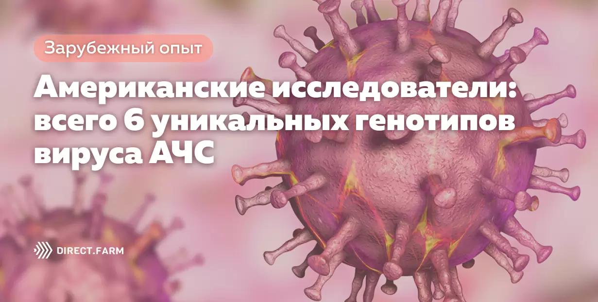 Американские исследователи: всего 6 уникальных генотипов вируса АЧС