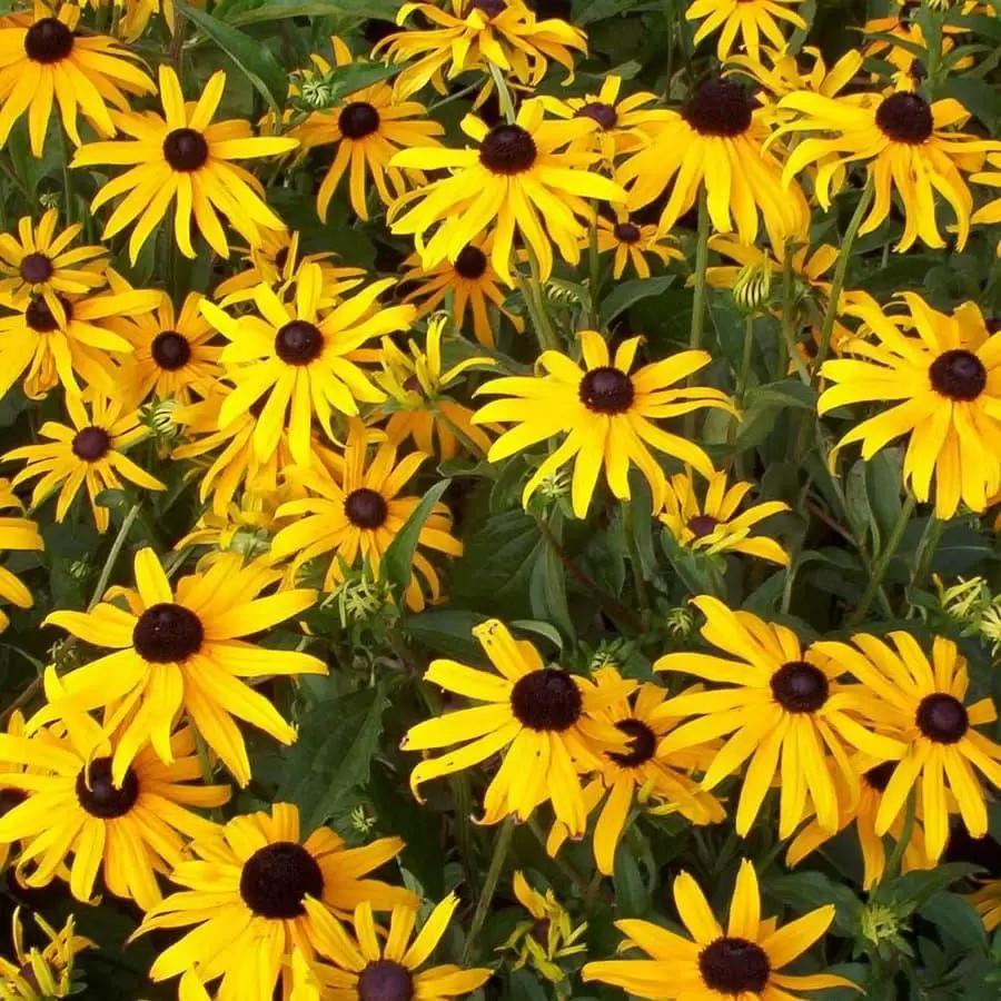 Садовый центр ТД Гридино 