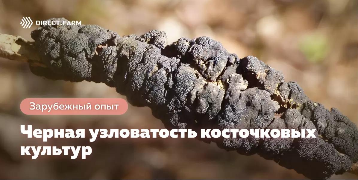 Черная узловатость косточковых культур