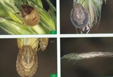 Клоп вредная черепашка