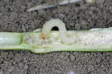 Обыкновенный хлебный пилильщик