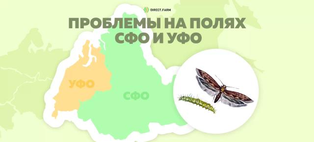 Угроза: Капустная моль