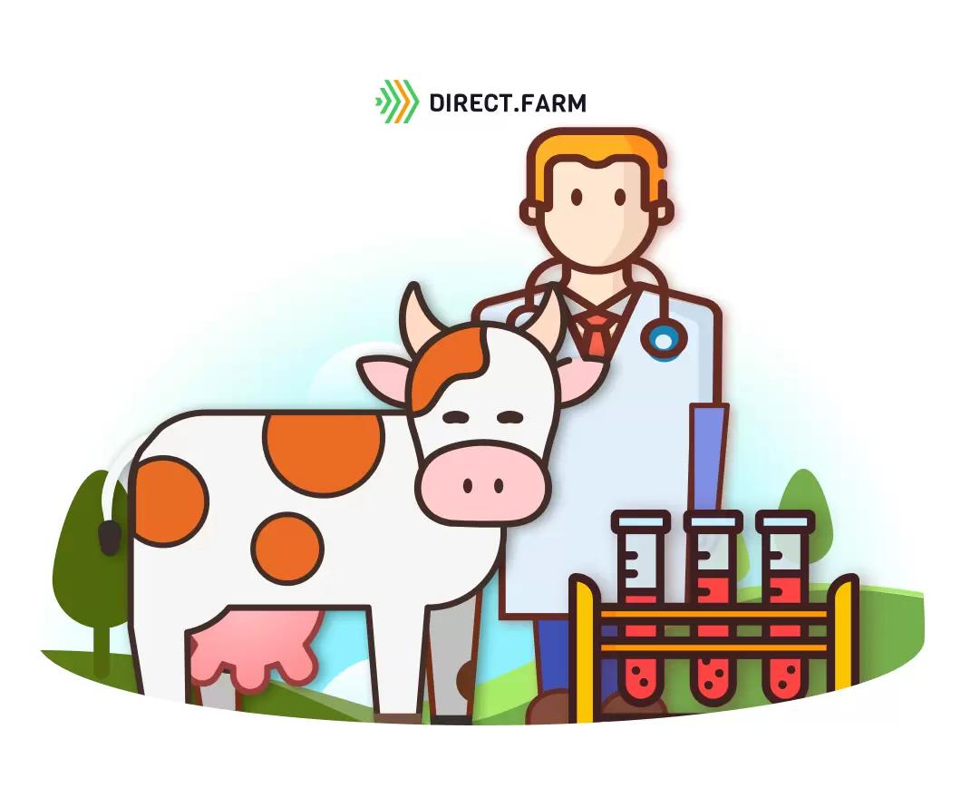 Как работать с анализом крови коровы?