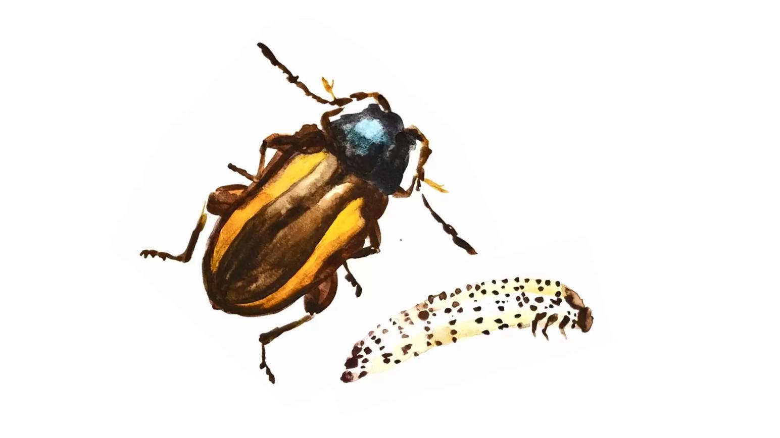 Хлебная полосатая блошка