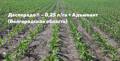 Свобода от сорняков в посевах кукурузы