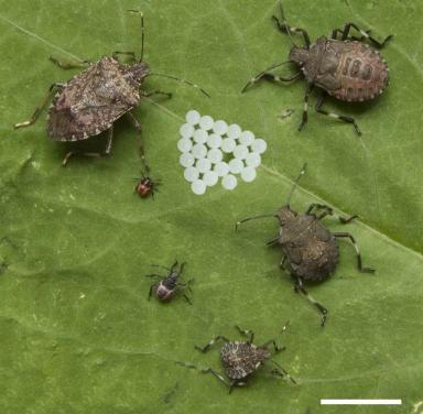 Мраморный клоп