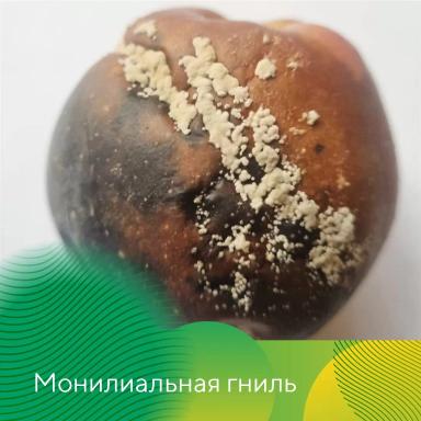 Профилактика гнилей яблок при хранении