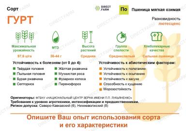 Гурт ® сорт мягкой озимой пшеницы
