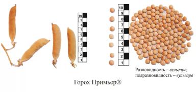 Премьер горох