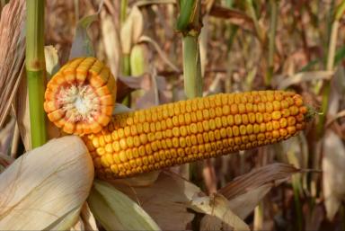 Инагуа  - гибрид кукурузы ( Zea mays L.).