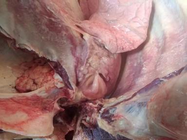 Что показывает вскрытие трупа коровы? 