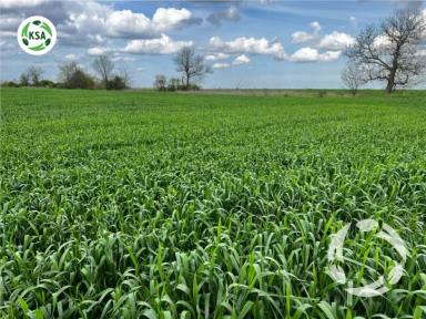 Будущий урожай озимой пшеницы "Секлетия"