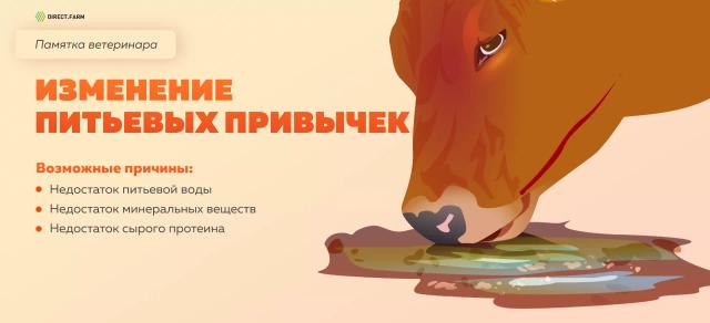 Памятка ветеринара: изменение питьевых привычек
