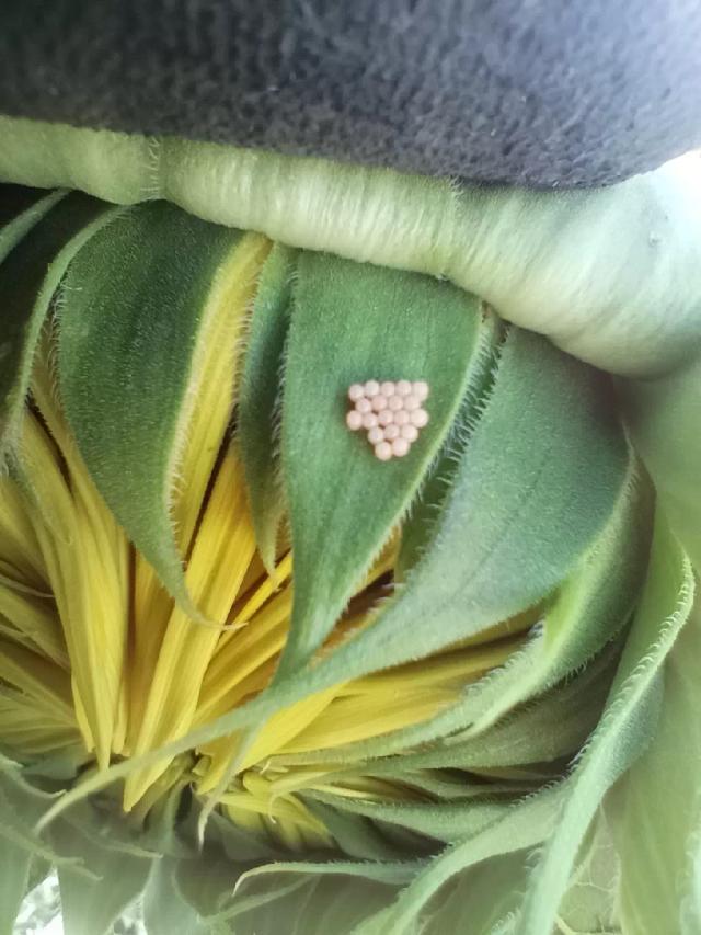 Подскажите пожалуйста кто откладывает такие на 🌻