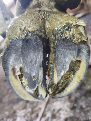 Кератинизация копытного рога.