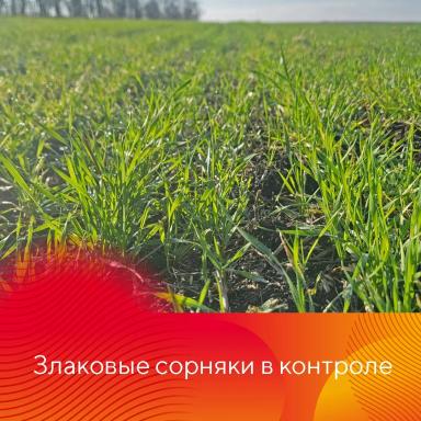 Результаты осенней обработки озимых гербицидами Форкаст® и Лазурит® Ультра