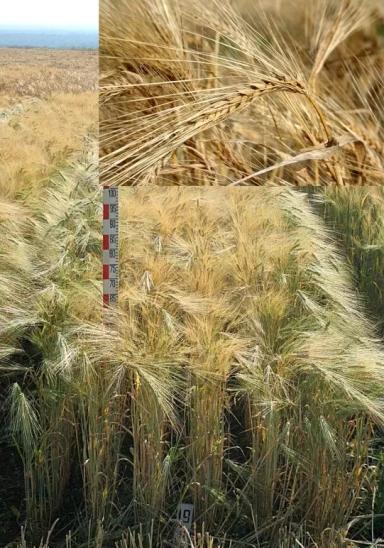 Тандем сорт ярового ячменя