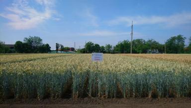 Савва сорт яровой тритикале