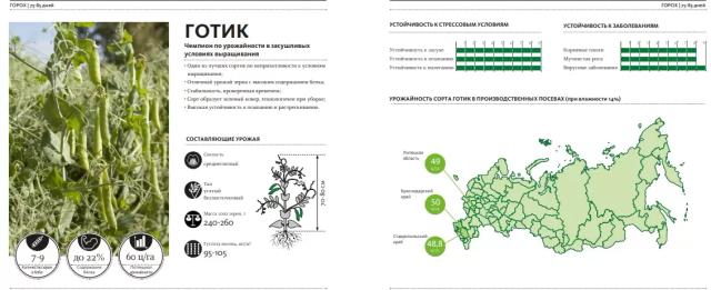 Готик ® - сорт гороха посевного (Pisum sativum L.).
