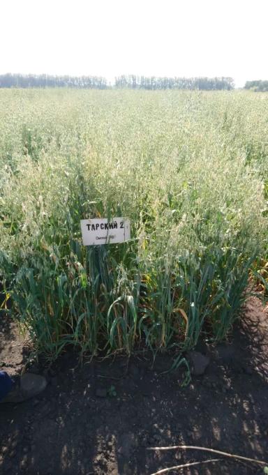 Тарский 2 сорт овса ярового