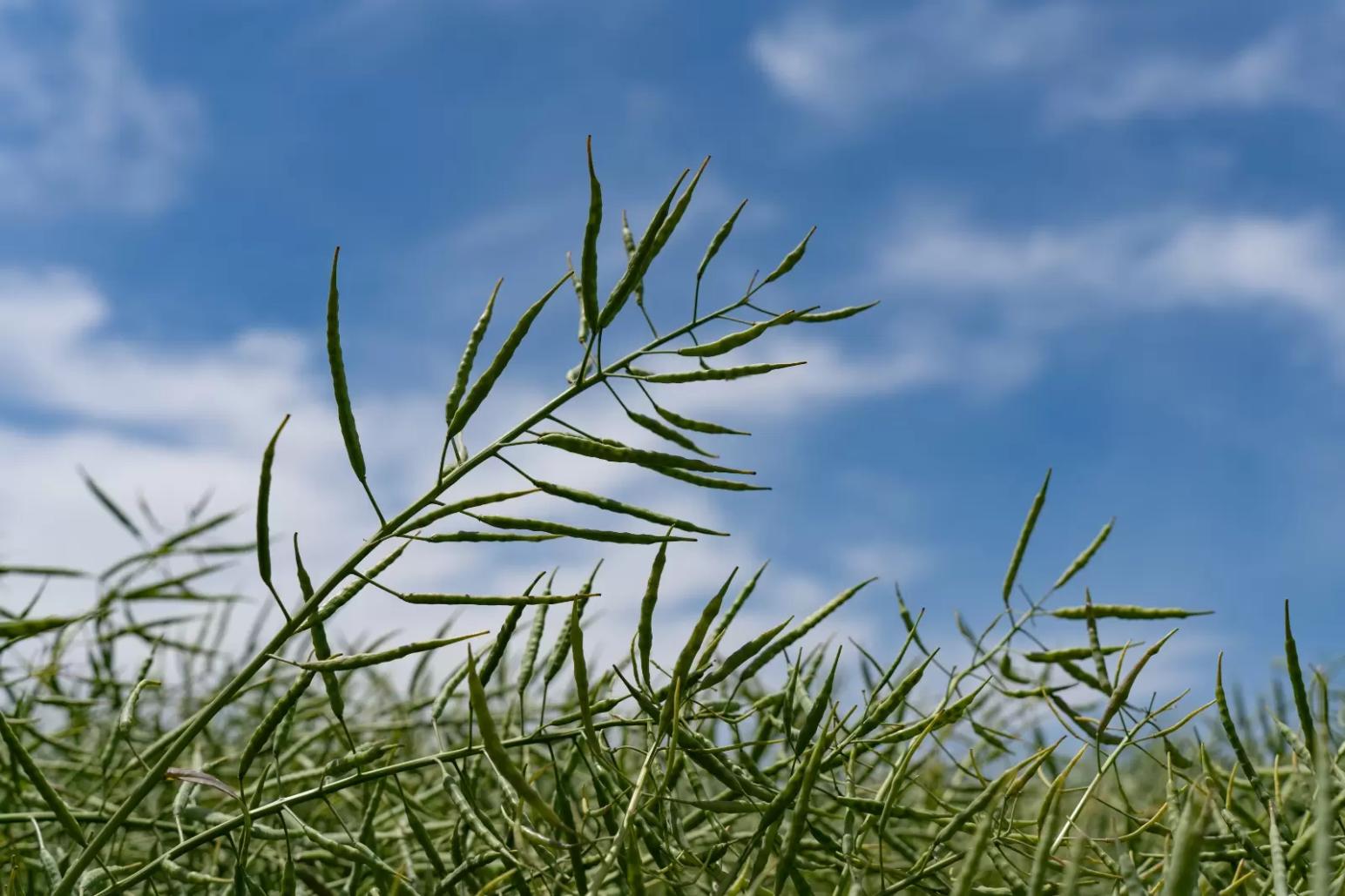 «Агрофирма «Прогресс»: «Абсолютная уверенность в отечественных семенах!»