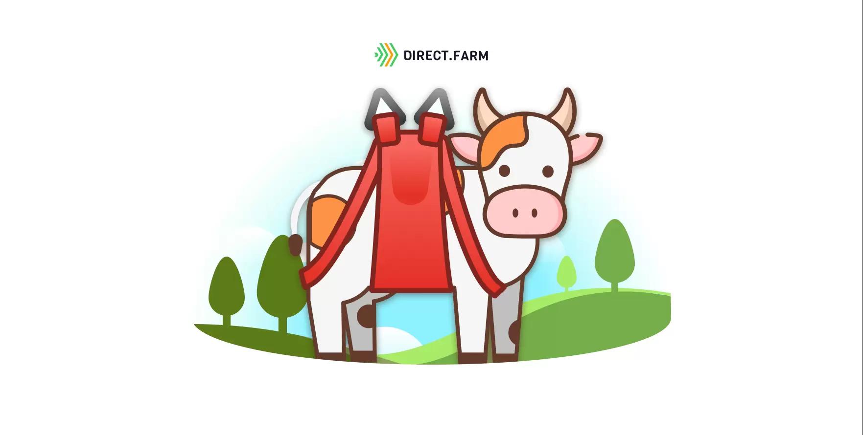 Как безопасно поднять корову при залеживании?