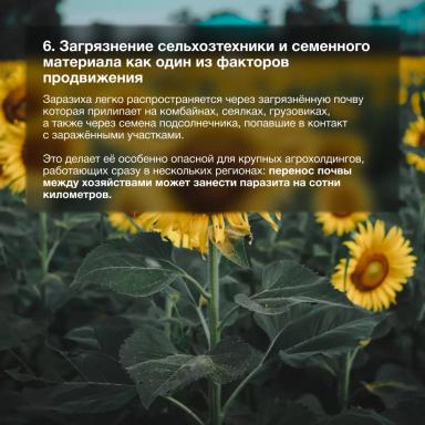 Расширение ареала заразихи подсолнечниковой