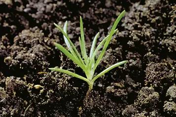 Дивала однолетняя