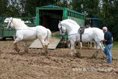 Булонская порода лошадей
