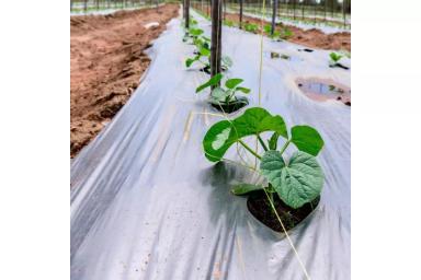 ВЫ СЛЫШАЛИ ПРО КОРИЧНЕВУЮ МУЛЬЧУ?