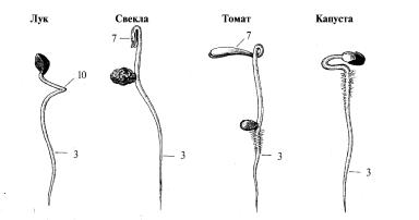 ГОСТ 12038-84 Всхожесть методы определения